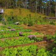 TIM HOMES FARM